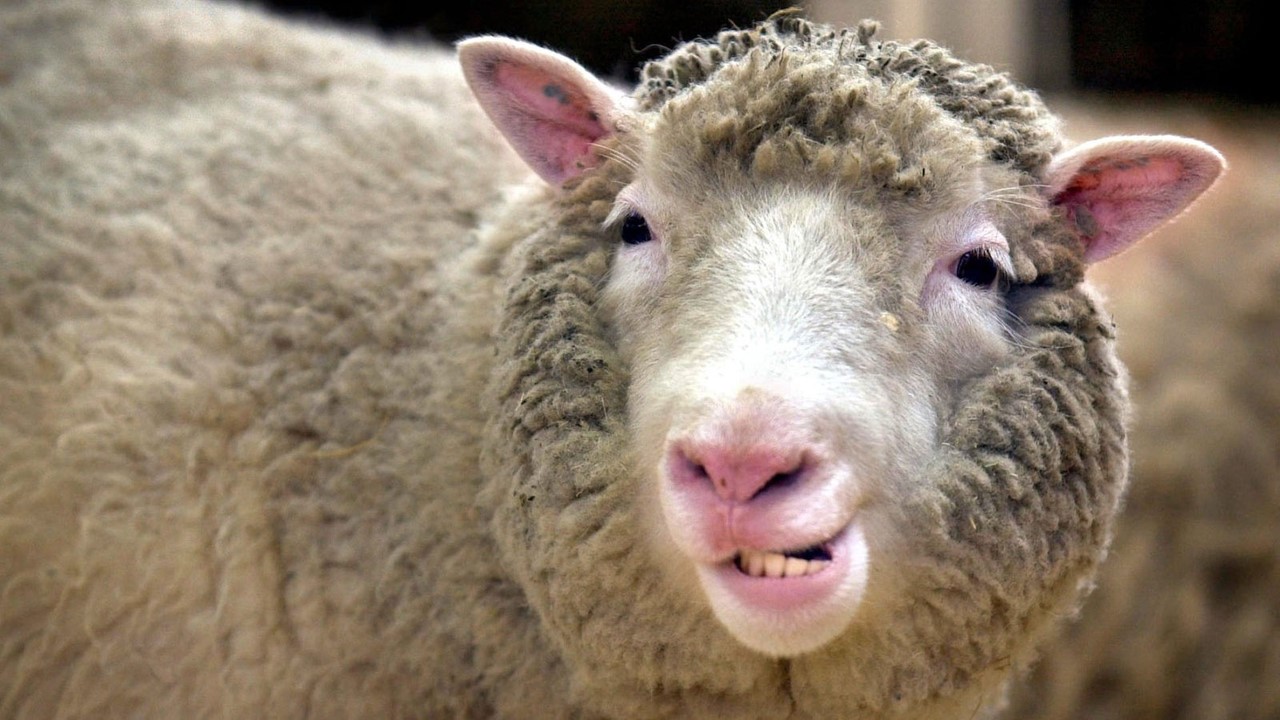 Klonschaf Dolly